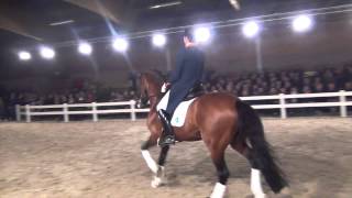 United kwpn  Stallion Show Van Uytert 2014 [upl. by Marra]