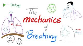 The mechanics of breathing 😮‍💨  Normal inhalation and exhalation  Respiratory Physiology [upl. by Cobby629]