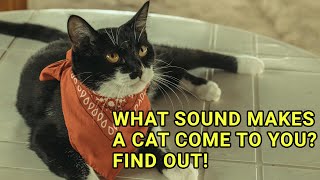 What Sound Makes a Cat Come to You Find Out [upl. by Cirdet]