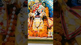 Nabakalebara Darshan of Lord Jagannath [upl. by Katinka]