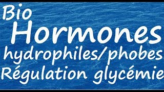 Hormones hydrophilesphobes régulation glycémie [upl. by Pearle]