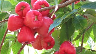 Refreshing and Unique Discovering the Magic of Wax Apples [upl. by Anires501]