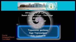 16 Practical Parasitology  Trypanosoma  Gambiense  Trypomastigote Stage [upl. by Nerb903]