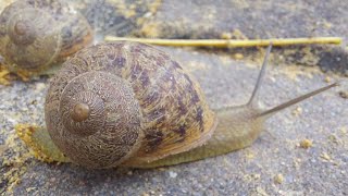 Caracol saca los cuernos al 🌞🌞🌞 [upl. by Romie581]