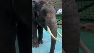 Feeding cauliflower for the first time feels a bit strange and confusing behavior of animals Dra [upl. by Hobard]