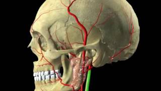 Head and Neck  Digital Anatomy [upl. by Ainez]