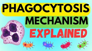 INSIDE THE PHAGOCYTOSIS MECHANISM  EXPLAINED IN 1 MINUTE AND MADE EASY [upl. by Innob]