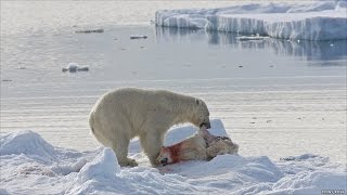 DOCUMENTAL EL DEPREDADOR DEL ÁRTICO  OSO DE HIELO  NATIONAL GEOGRAPHI [upl. by Ahsemrac]