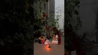 Tulsi vivah Jai Tulsi Ma 🙏tulsivivah tulsiplant tulsi shortstulsivivah2024 [upl. by Ymmik]