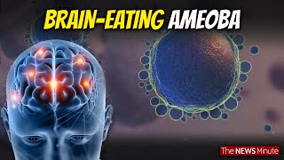 Explained What is BrainEating Amoeba that causes Amoebic Meningoencephalitis Health [upl. by Gordie]