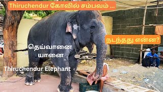 Tiruchendur Temple Elephant Issue  தெய்வானை யானை🐘 What happened ஏன் இப்படி நடந்தது😔 [upl. by Doownil]