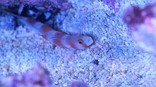 Pinkbar Goby and Tiger Pistol Shrimp [upl. by Sachiko]