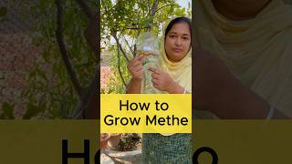 How to Grow Fresh Fenugreek Methi at Home  A Beginners Guide rooftopgardening trending [upl. by Ardnekal94]