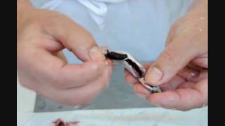 Sardellen ausnehmen und filetieren  How to clean anchovies [upl. by Nale]