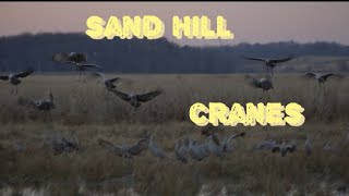 sand hill cranes [upl. by Anomahs]