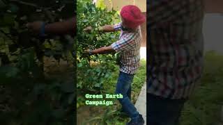 Organic farming terrace gardening gardening ideas shortsfeed shortvideo treesshorts [upl. by Dnamra]