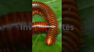 invertebrate animals without backboneshorts feedyoutube shortstrendingviral shorts [upl. by Taimi]