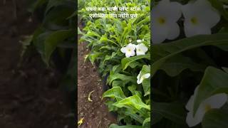 पुडीका चंपा pudika chafa जात्रोफा jatropha Largest grower in India Elixir Green Nursery Pune [upl. by Ahter]