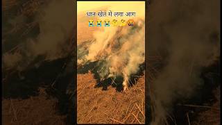 Dhan khet mai laga aagtrending viralshort [upl. by Durning]