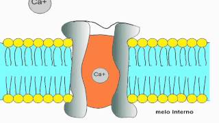 antagonistas de canais de calcio [upl. by Ellek]