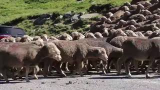 Fête du mouton au Col de la Croix de Fer [upl. by Akital]