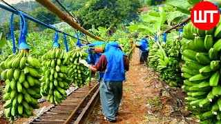 How Millions of Banana Harvested amp Processed  Banana Chips Factory🍌 [upl. by Rekoob]