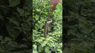 youtubeshort ❤️😊 dalle khursani ।।Mero mini garden vlogs 🙏❤️❤️ [upl. by Guthrey407]