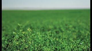 Preparing the Soil and Field for Alfalfa Hay [upl. by Inoy]