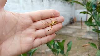 Várias aranha de prata Argiope argentata [upl. by Aitnecserc]