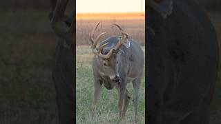 Gusher is LIVE hunting deerhunting whitetailbucks [upl. by Kieger]