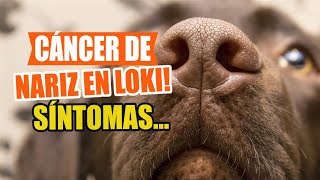 CÁNCER de NARIZ en PERROS 🐶👇Síntomas Causas y Tratamientos [upl. by Garcia]