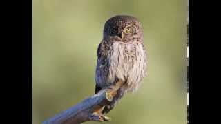 Glaucidium passerinum Eurasian Pygmy Owl 9 Contacting voices of owlets [upl. by Cryan]