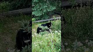 OURS NOIR JASPER ALBERTA 🇨🇦 shorts animals animauxsauvages [upl. by Susann]