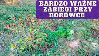 Jak zadbać o borówkę we wrześniu co zrobić przy borówce jesienią [upl. by Iahk854]