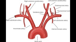 Aorta And Its Branches Anatomy [upl. by Grey856]