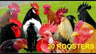 20 different roosters crowing  Krähruf der Hähne von 20 verschiedenen Hühnerrassen im Vergleich [upl. by Matelda]