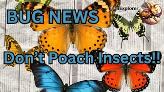 Bug News  Insect Poachers Pinched Here Is How To Collect Legally [upl. by Godewyn543]