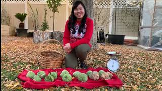 Atemoya Harvest  Thu Hoạch Mãng Cầu LisaÚcDo Thái Xanh Na Việt Nam Ở Nam Cali [upl. by Anir]