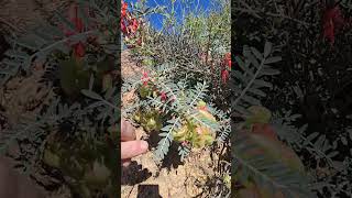 Unusual plants in Namaqualand [upl. by Aleekat]