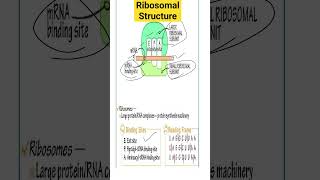 Ribosomal Structure ribosome ribosomes biology viral neet neetexam cellularorganisation [upl. by Nora876]