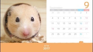 2017とらこカレンダー（完全版）【ハムスター／キンクマ】Hamster TORACO Calendar 2017 Full version [upl. by Lrac804]