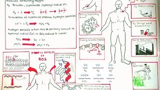 Reactive Oxygen Species and oxidative stress [upl. by Redle]