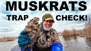 TRAPPING MUSKRATS SPRING OPEN WATER with FLOATS [upl. by Reggie]