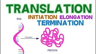 TRANSLATION  3 PHASES  INITIATION ELONGATION and TERMINATION  PROTEIN SYNTHESIS [upl. by Garcia40]