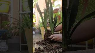 propagating snake plant gardening decor naturetherapy shorts [upl. by Adnawt298]