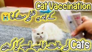 Cat Vaccination AfterCare😭 Can Cats have bad reactions to Vaccinations  Cat Sick after Vaccination [upl. by Aletta472]