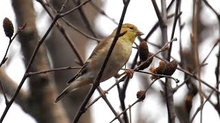 American Goldfinch in winter plumage [upl. by Pacien]