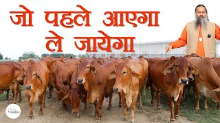 जो पहले आएगा ले जायेगा  Desi Cows For Sale  Kamdhenu Gaushala [upl. by Riella]