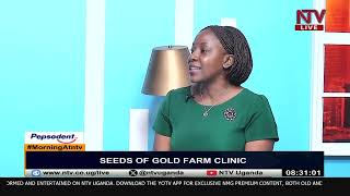 Seeds of gold farm clinic  MorningAtNTV [upl. by Anatak507]