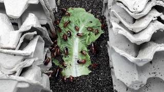 Massive Turkestan Roach aka Blatta Lateralis feeder Roaches Colony feeding on Lettuce roach farming [upl. by Ricca]